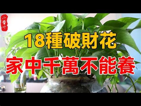 陽台種茉莉花|前陽台招財植物大全！15 種適合陽台的植物助你財源。